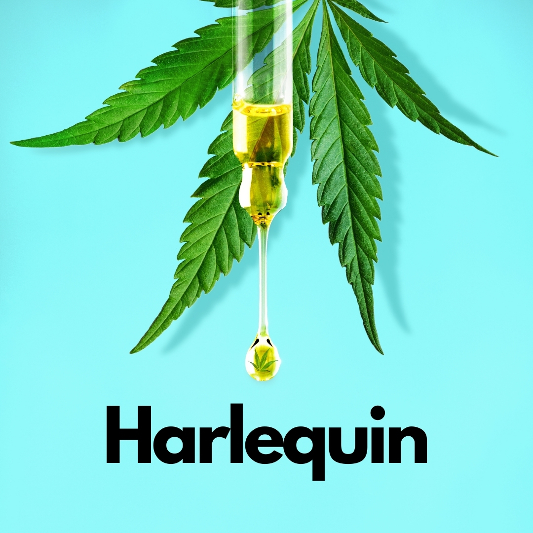 CBD liquid infront of a cbd plant with a blue background and text saying Harlequin