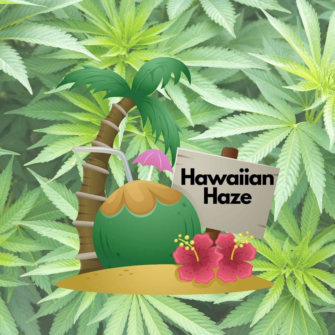 Beach sign saying Hawaiian Haze with hemp plants in the background 