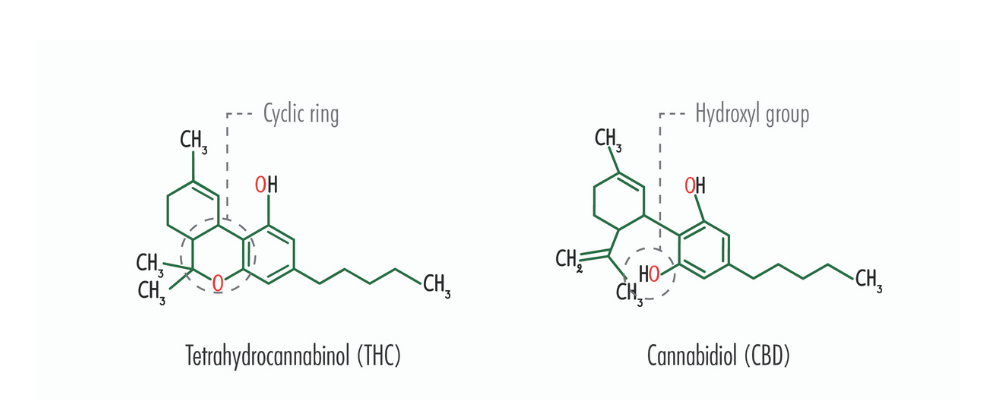 The chemical breakdown of both THC and CBD